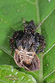 Asian Lynx Spider, Hamadruas signifera (Oxyopidae) w/prey  Geotagged,Indonesia,Summer