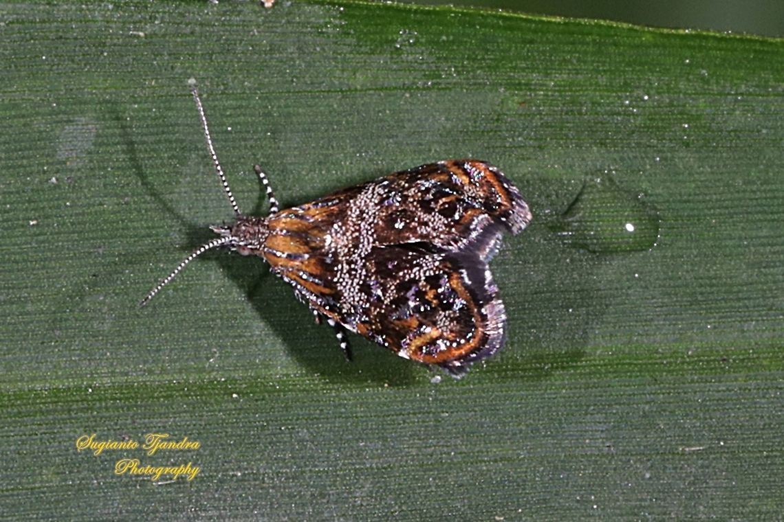 Metalmark moth, Choreutis Sp, family Choreutidae  Geotagged,Indonesia,Summer