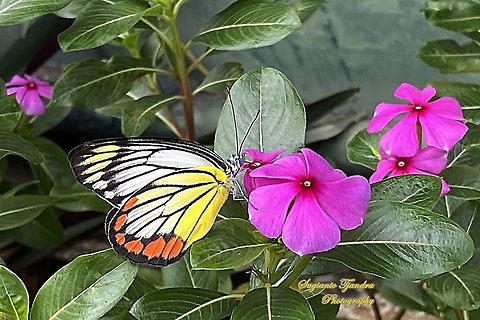 The Painted Jezebel, Delias hyparete hyparete "sucking nectar on the Tapak Dara Flower/ Madagascar Periwinkle, Apocynaceae"  Delias hyparete,Geotagged,Indonesia,Painted Jezebel,Summer
