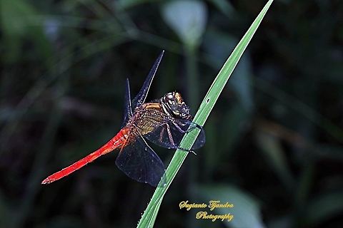 Dragon fly, Crimson Dropwing/Orange Skimmer (Orthetrum testaceum) w/prey  Geotagged,Indonesia,Orthetrum testaceum,Summer