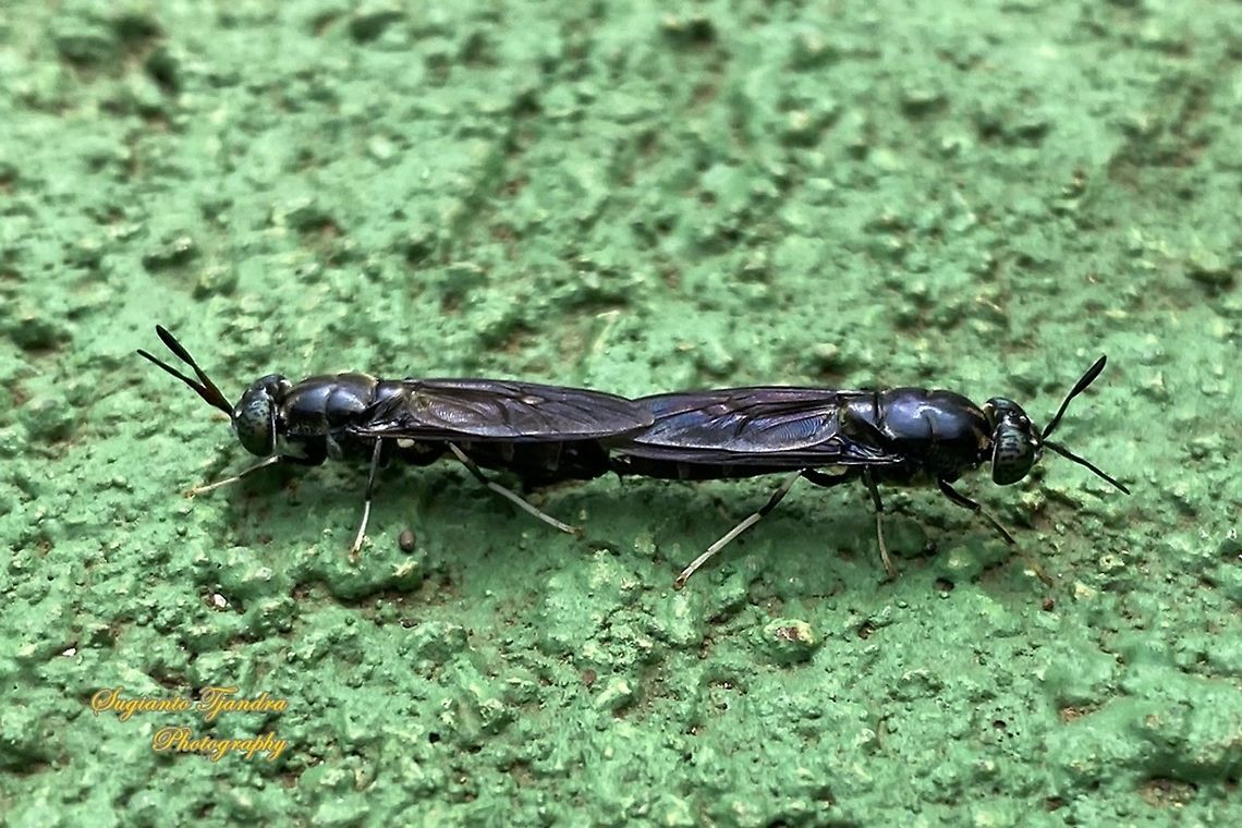 Black Soldier Fly, Hermetia illucens - "Mating"  Geotagged,Hermetia illucens,Indonesia,Summer