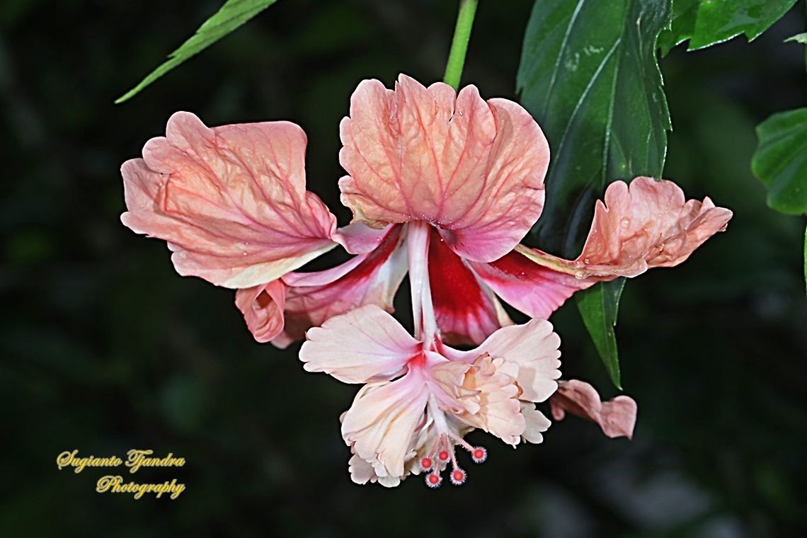 Hibiscus flower-orange/Kembang Sepatu, Hibiscus rosa-sinensis  Chinese hibiscus,Geotagged,Hibiscus rosa-sinensis,Indonesia,Summer
