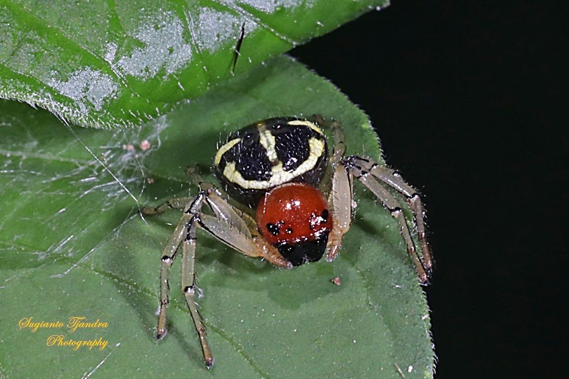 Crab spider, Camaricus sp., family Thomisidae  Geotagged,Indonesia,Summer