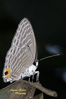 Common cerulean butterfly (Jamides celeno), Lycaenidae  Common cerulean,Geotagged,Indonesia,Jamides celeno,Summer