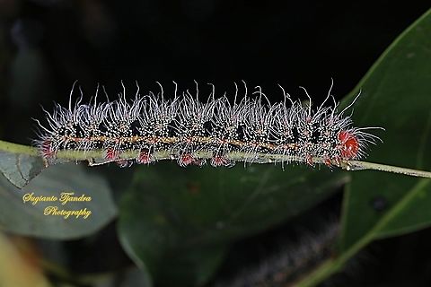 Cricula silkmoth caterpillar, Cricula trifenestrata  Cricula Silkmoth,Cricula trifenestrata,Geotagged,Indonesia,Summer