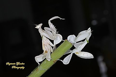 White flower / Orchid mantis, Hymenopus coronatus (Hymenopodidae) "duel Mike Tyson vs George Foreman" lol????????  Geotagged,Hymenopus coronatus,Indonesia,Malaysian Orchid Mantis,Summer