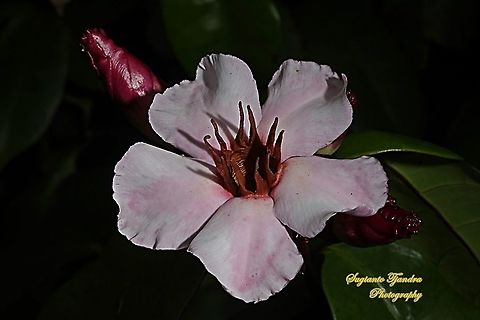 Climbing Oleander, Strophanthus gratus  Geotagged,Indonesia,Strophanthus gratus,Summer