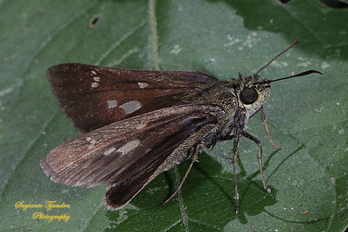 Skipper Butterfly, Isma bononia bononia  Geotagged,Indonesia,Isma bononia,Summer