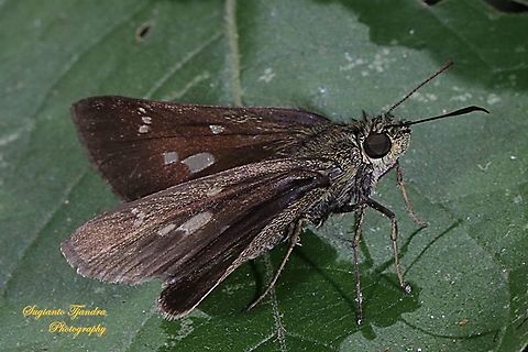 Skipper Butterfly, Isma bononia bononia  Geotagged,Indonesia,Isma bononia,Summer