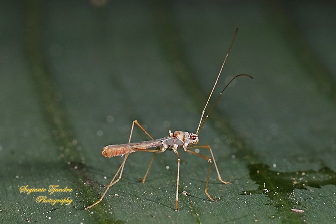 Walang kongkang/Sugarcane bug, Phaenacantha saccharicida, family Colobathristidae  Geotagged,Indonesia,Phaenacantha saccharicida,Sugarcane red bug,Summer