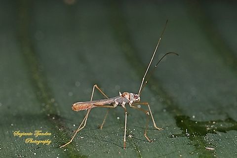 Walang kongkang/Sugarcane bug, Phaenacantha saccharicida, family Colobathristidae  Geotagged,Indonesia,Phaenacantha saccharicida,Sugarcane red bug,Summer