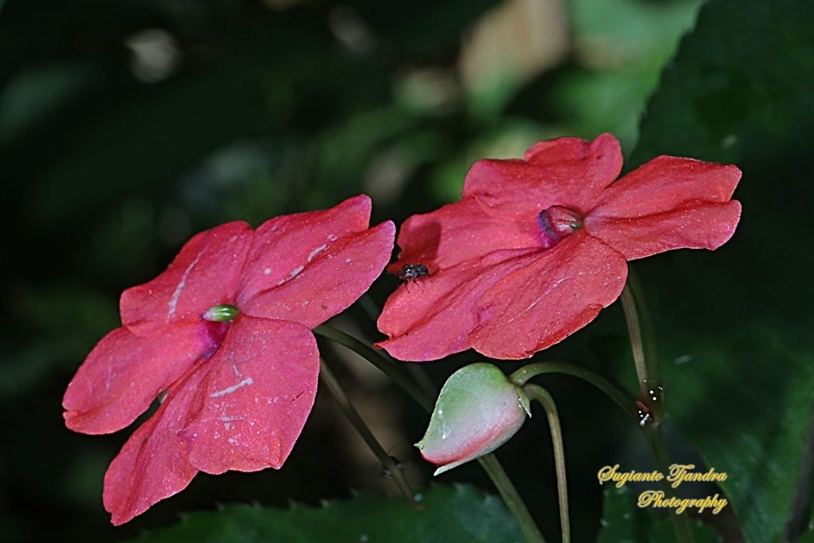Impatiens flower, Impatiens platypetala  Geotagged,Impatiens platypetala,Indonesia,Summer