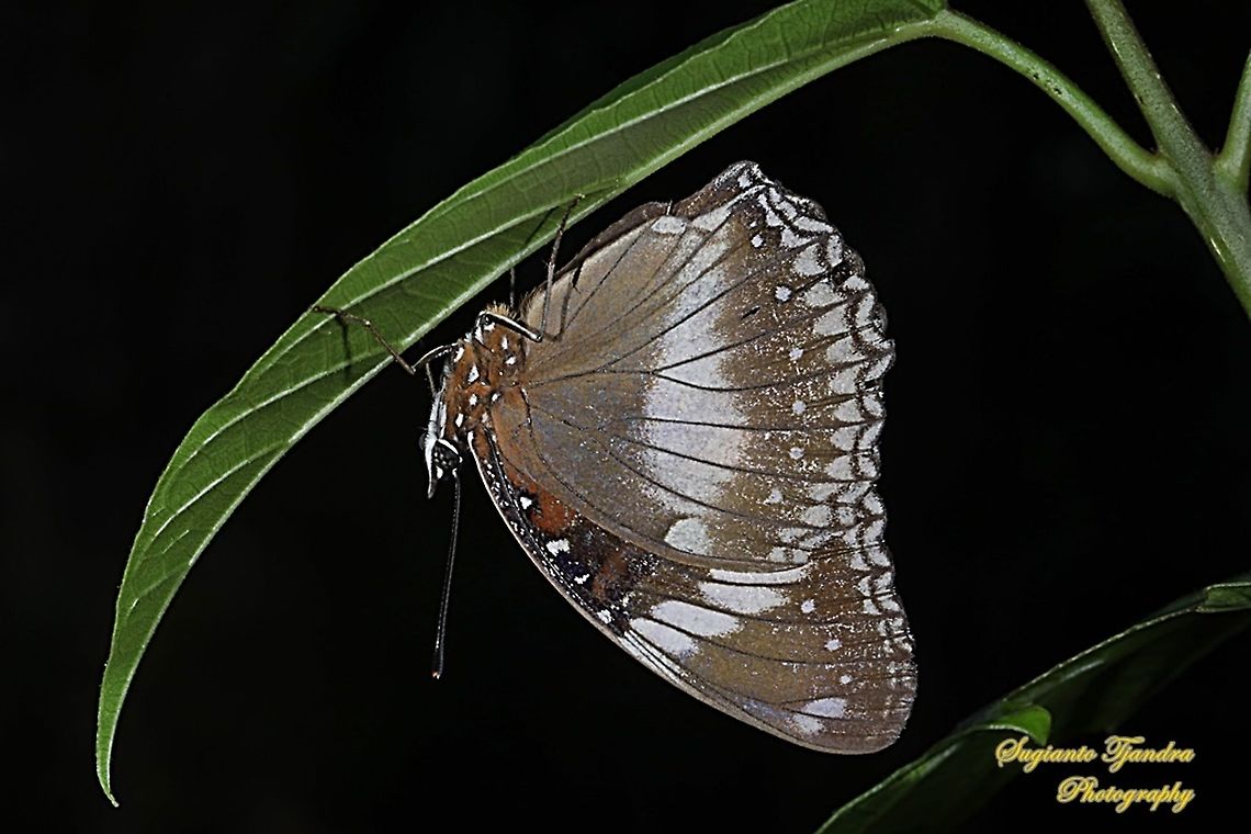 Great eggfly, Hypolimnas bolina bolina  - Underside  Geotagged,Great eggfly,Hypolimnas bolina,Indonesia,Summer