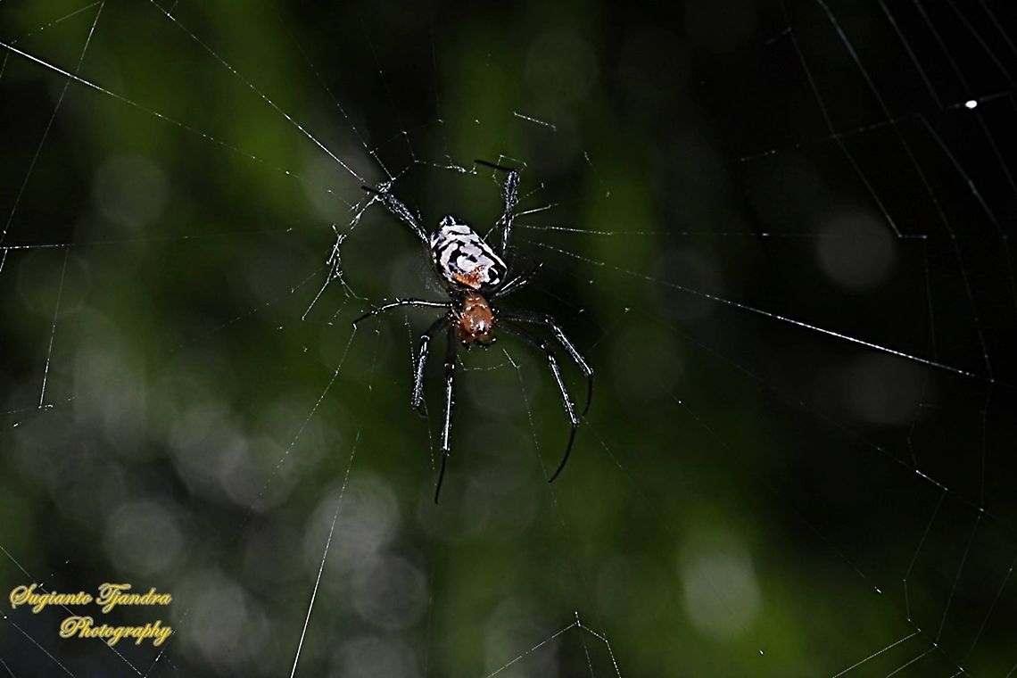 The pear-shaped leucauge Spider, Opadometa fastigata, family Tetragnathidae  Geotagged,Indonesia,Opadometa fastigata,Pear-shaped Leucauge,Summer