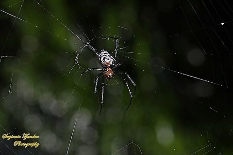 The pear-shaped leucauge Spider, Opadometa fastigata, family Tetragnathidae  Geotagged,Indonesia,Opadometa fastigata,Pear-shaped Leucauge,Summer