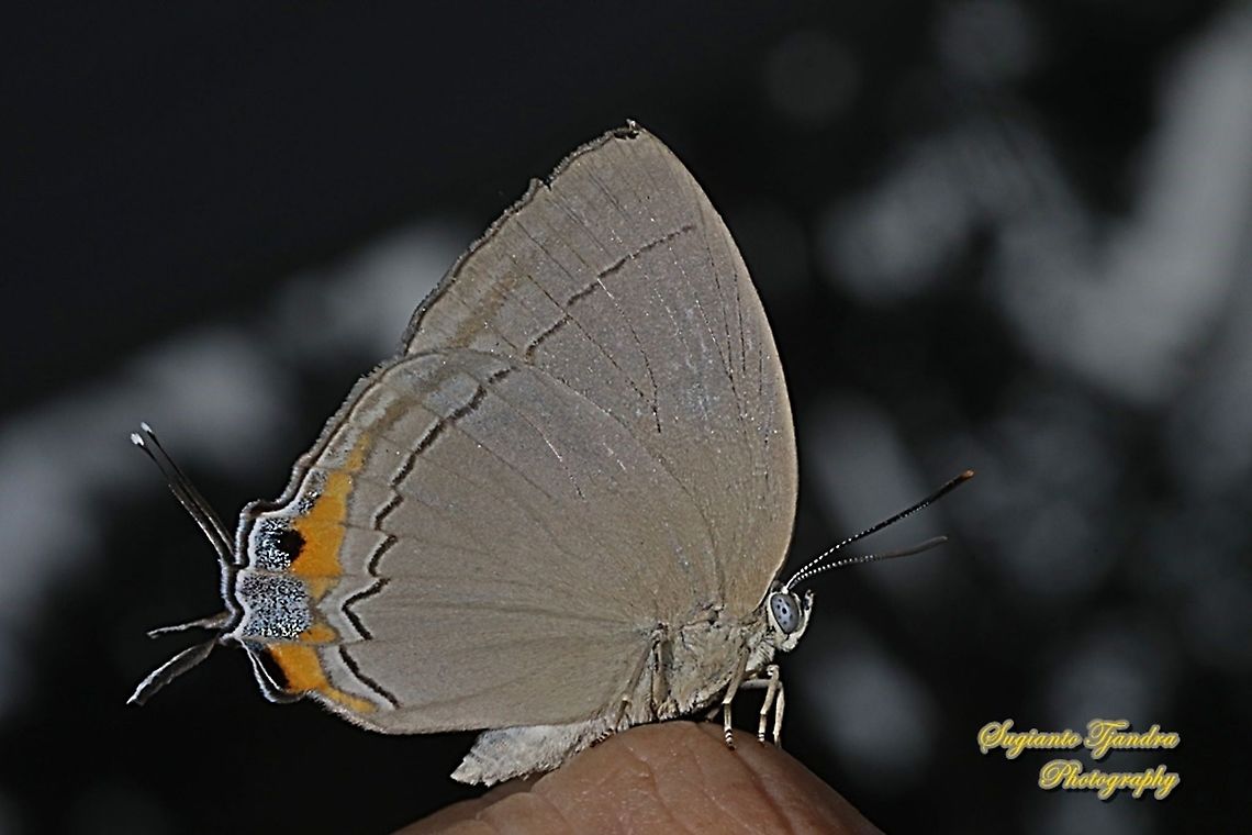 The Felder's royal butterfly, Tajuria mantra mesambria  Geotagged,Indonesia,Summer,Tajuria mantra