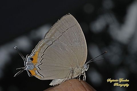 The Felder's royal butterfly, Tajuria mantra mesambria  Geotagged,Indonesia,Summer,Tajuria mantra