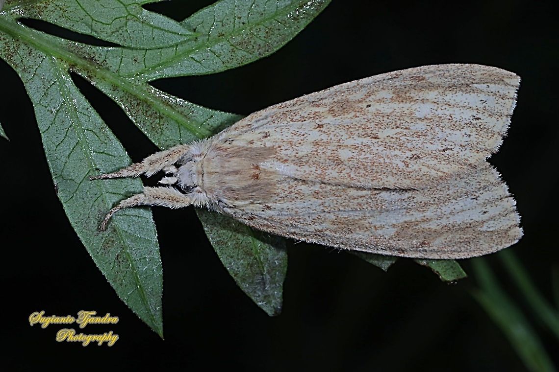 Tussock Moth, Lymantriinae  Geotagged,Indonesia,Summer