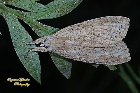 Tussock Moth, Lymantriinae  Geotagged,Indonesia,Summer