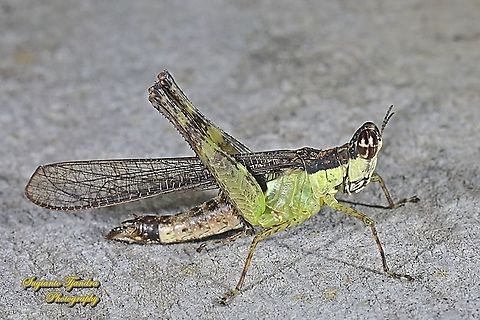 Monkey Hopper, Erucius sp.  Geotagged,Indonesia,Summer