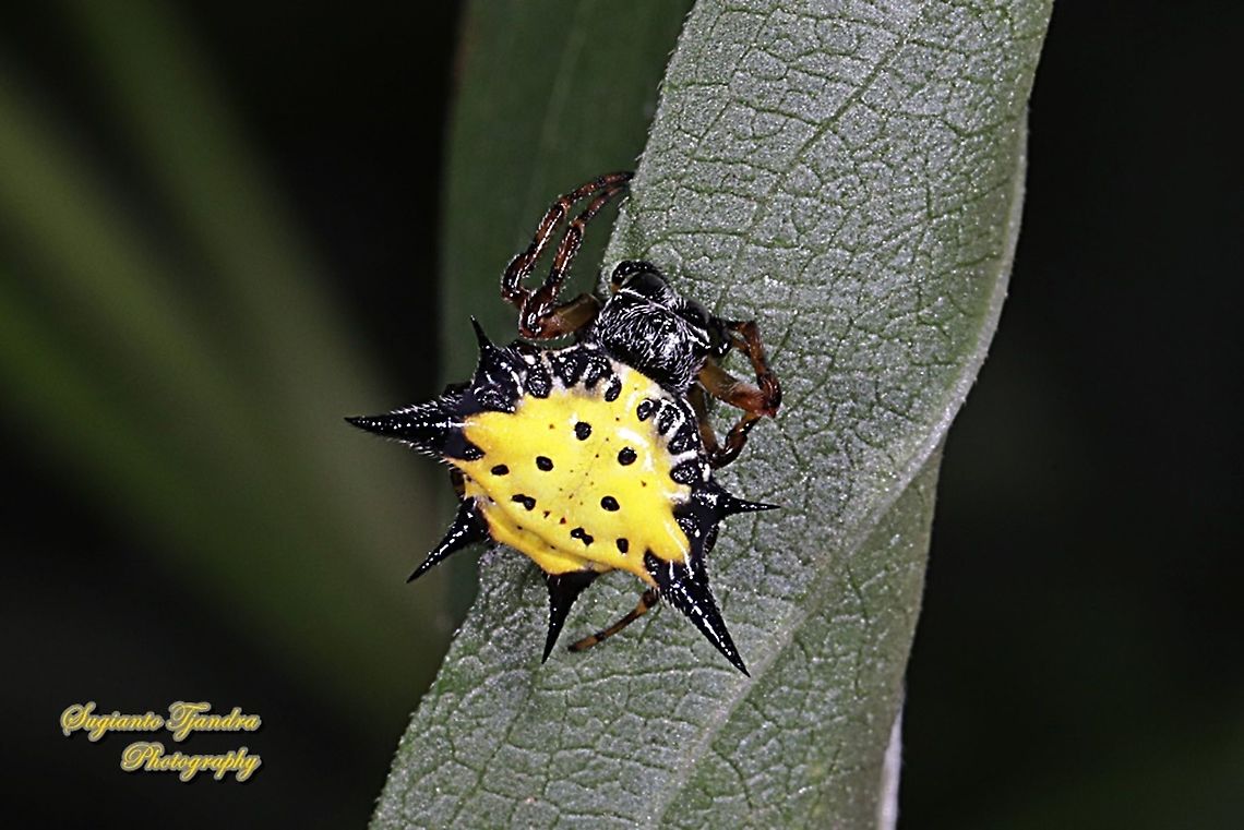 Hasselt's spiny spider, Gasteracantha hasselti, Araneidae Sp.  Gasteracantha hasselti,Geotagged,Hasselt's spiny spider,Indonesia,Summer