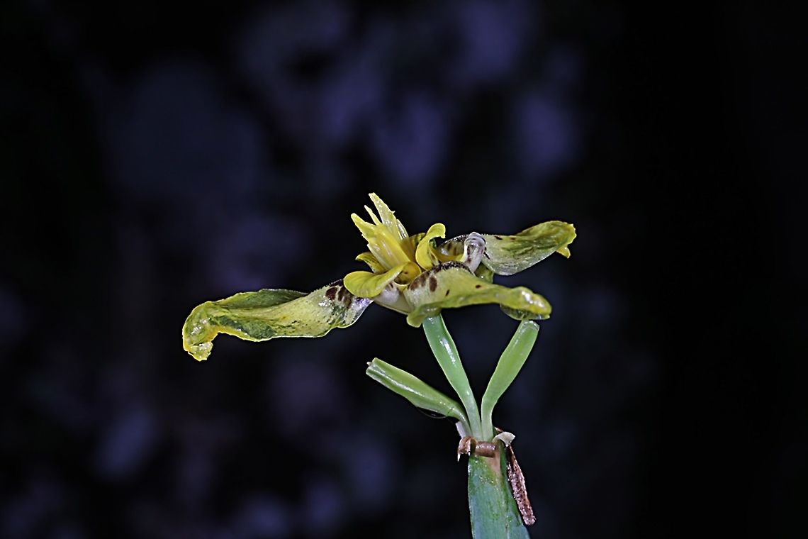 Walking Iris flower, Trimezia steyermarkii, family Iridaceae  Geotagged,Indonesia,Summer,Trimezia steyermarkii