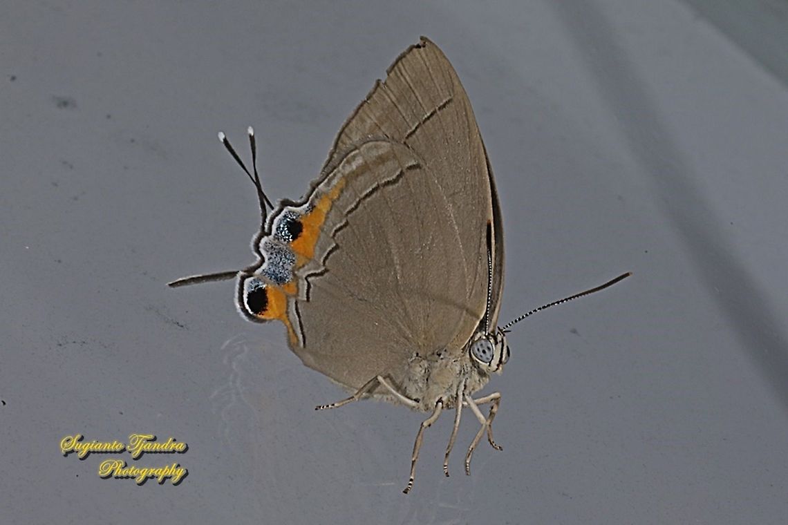 The Felder's royal butterfly, Tajuria mantra mesambria  Felder's Royal,Geotagged,Indonesia,Summer,Tajuria mantra
