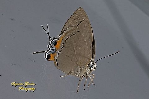 The Felder's royal butterfly, Tajuria mantra mesambria  Felder's Royal,Geotagged,Indonesia,Summer,Tajuria mantra