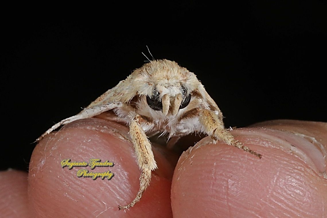 Tussock Moth, Lymantriinae  Geotagged,Indonesia,Summer