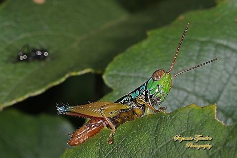 Grasshopper, Caryandra Spuria  Caryandra Spuria,Geotagged,Indonesia,Summer