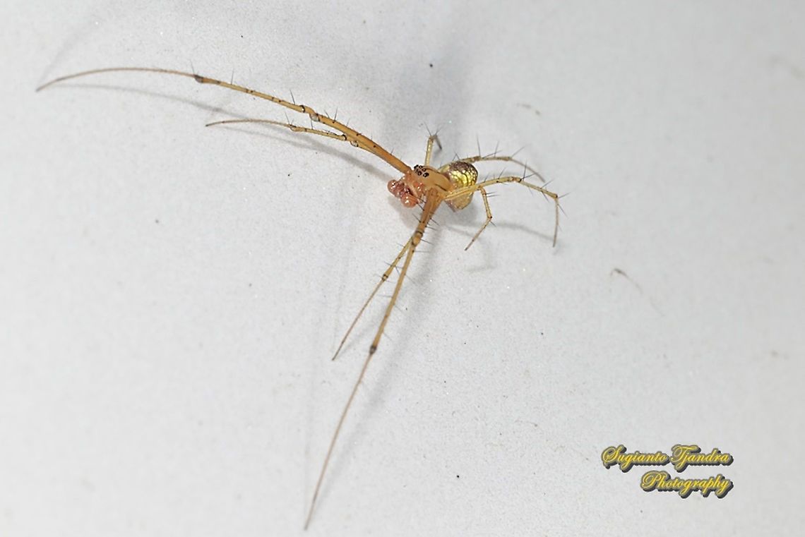 Big-Jawed Spiders (Tylorida striata)  Geotagged,Indonesia,Summer,Tylorida striata