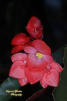 Red Begonia flower, Begoniaceae  Geotagged,Indonesia,Summer