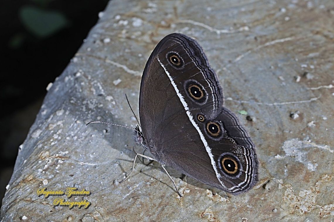 Dark grass-brown, Orsotriaena medus  Dark grass-brown,Geotagged,Indonesia,Orsotriaena medus,Summer
