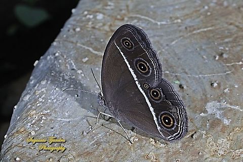 Dark grass-brown, Orsotriaena medus  Dark grass-brown,Geotagged,Indonesia,Orsotriaena medus,Summer