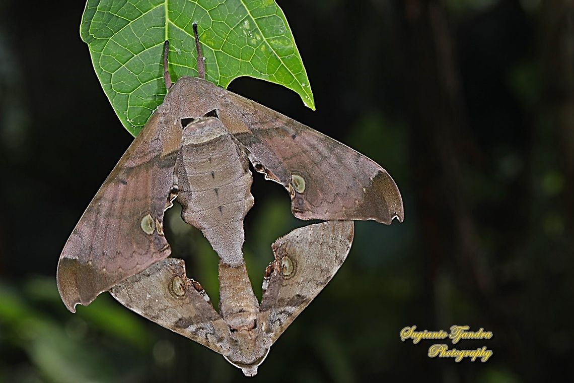 Durian Hawkmoths, Daphnusa ocellaris, Sphingidae "mating"  Daphnusa ocellaris,Geotagged,Indonesia,Summer