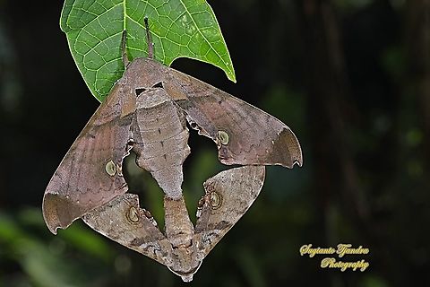 Durian Hawkmoths, Daphnusa ocellaris, Sphingidae "mating"  Daphnusa ocellaris,Geotagged,Indonesia,Summer