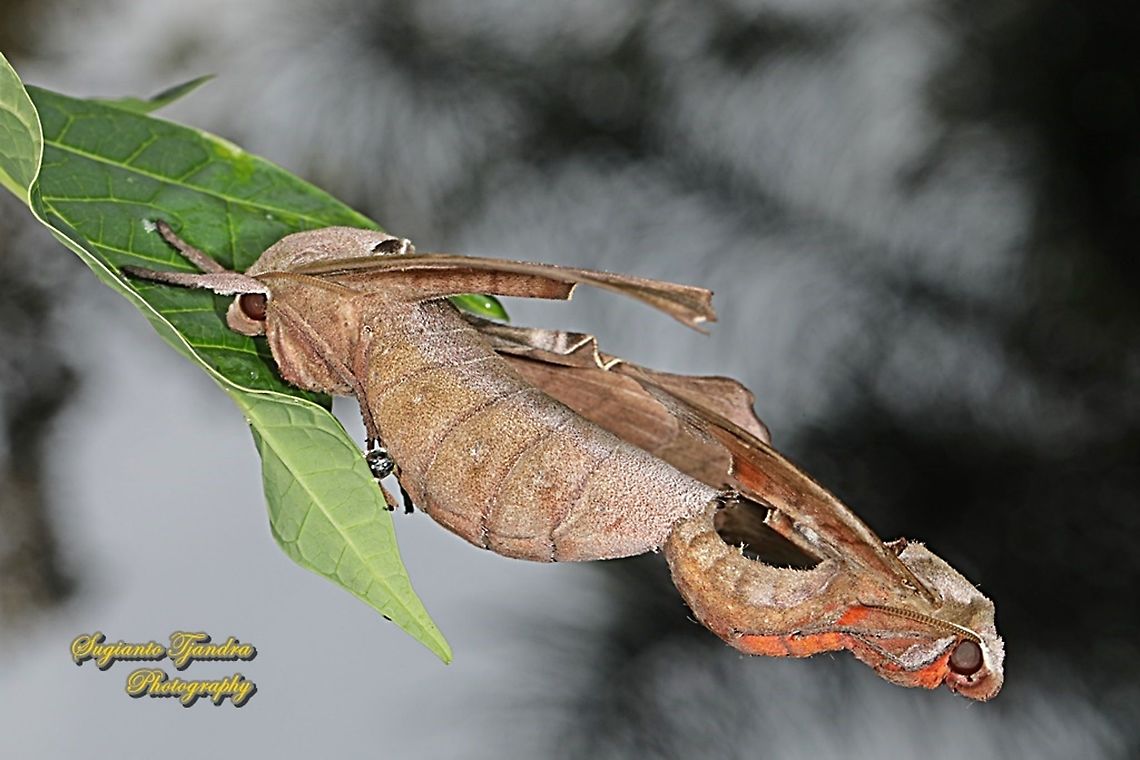 Durian Hawkmoths, Daphnusa ocellaris, Sphingidae "mating"  Daphnusa ocellaris,Geotagged,Indonesia,Summer
