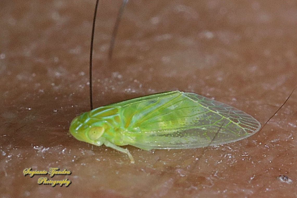 Grainy Planthopper (Kallitaxila granulata)  Geotagged,Indonesia,Kallitaxila granulata,Summer