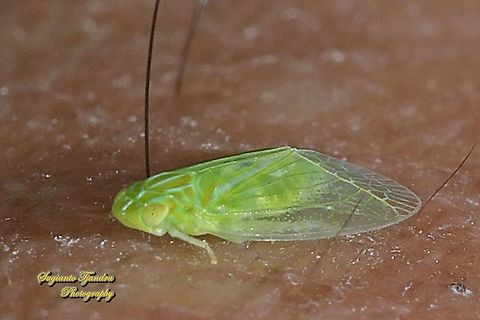 Grainy Planthopper (Kallitaxila granulata)  Geotagged,Indonesia,Kallitaxila granulata,Summer