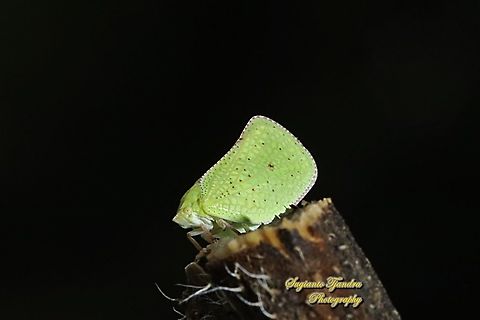 Green Planthopper, Siphanta acuta (Flatidae)  Geotagged,Indonesia,Siphanta acuta,Summer,Torpedo bug