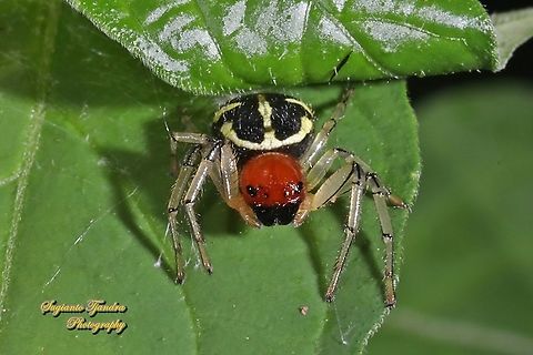Crab spider, Camaricus sp., family Thomisidae  Geotagged,Indonesia,Summer