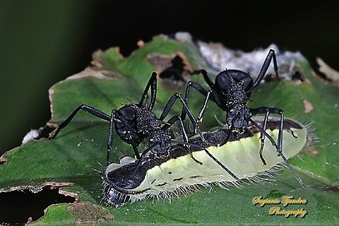 Caterpillar of the Sylhet oakblue butterfly, Arhopala silhetensis  - "being attended by the Black Spiny Ants (Polyrhachis armata)"  Arhopala silhetensis,Geotagged,Indonesia,Summer,Sylhet oakblue
