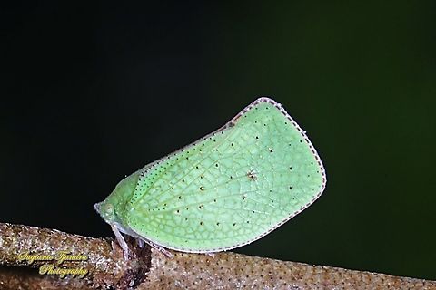 Green Planthopper, Siphanta acuta (Flatidae)  Geotagged,Indonesia,Siphanta acuta,Summer,Torpedo bug