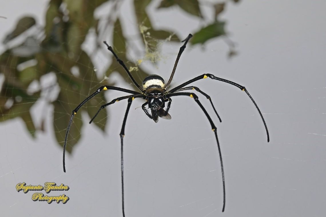 Golden orb-web spider, Nephila Pilipes  w/prey  Geotagged,Giant Golden Orbweaver,Indonesia,Nephila pilipes,Summer