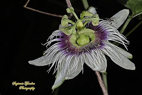 Stingless honey bee (Meliponini) - "looking for nectar on the Passionfruit flower, Passiflora edulis "  Common Passionfruit,Geotagged,Indonesia,Passiflora edulis,Summer