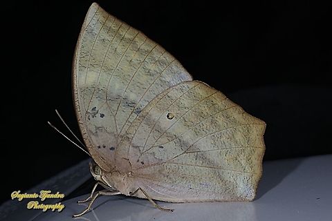 The common duffer butterfly, Discophora sondaica sondaica - female  Common duffer,Discophora sondaica,Geotagged,Indonesia,Summer