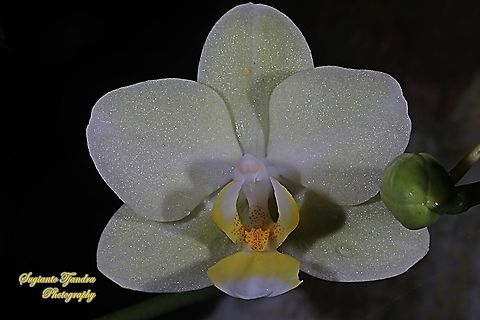 Orchid flower, Phaleonopsis (Orchidaceae)  Geotagged,Indonesia,Summer