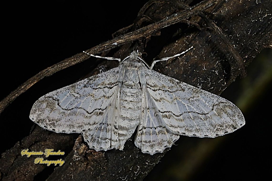 Geometrid moth,  Cleora sp., Ennominae  Geotagged,Indonesia,Summer