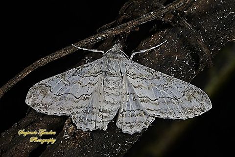 Geometrid moth,  Cleora sp., Ennominae  Geotagged,Indonesia,Summer