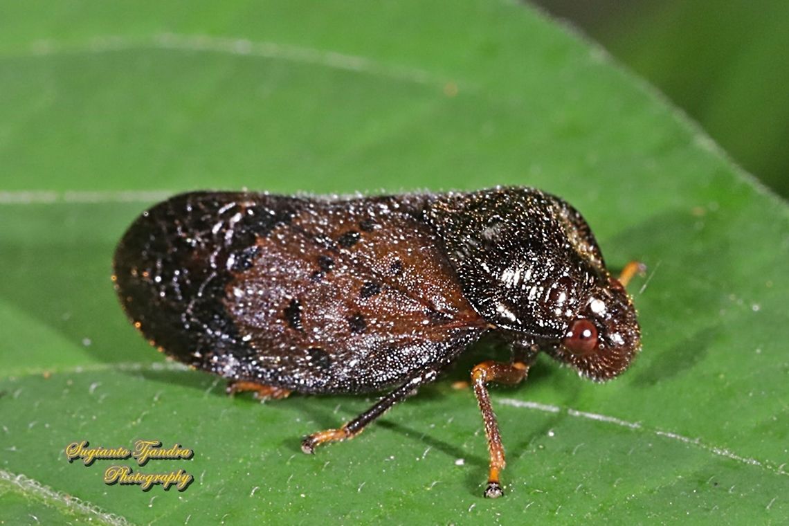 Brown Froghopper (Cercopidae)  Geotagged,Indonesia,Summer